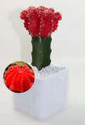Hybrid Red Moon Cactus Plant (Pack Of-1 )