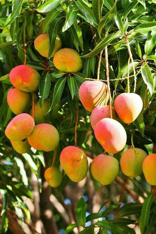 Hybrid Keshari Mango 🥭🥭🥭 Grafting Plant (Pack Of 1)