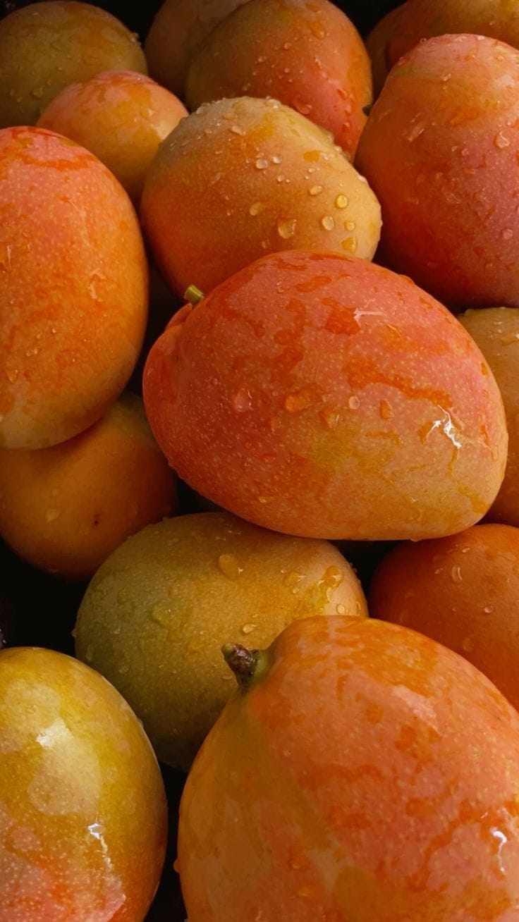 Hybrid Keshari Mango 🥭🥭🥭 Grafting Plant (Pack Of 1)