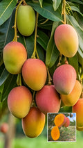 Hybrid Keshari Mango 🥭🥭🥭 Grafting Plant (Pack Of 1)