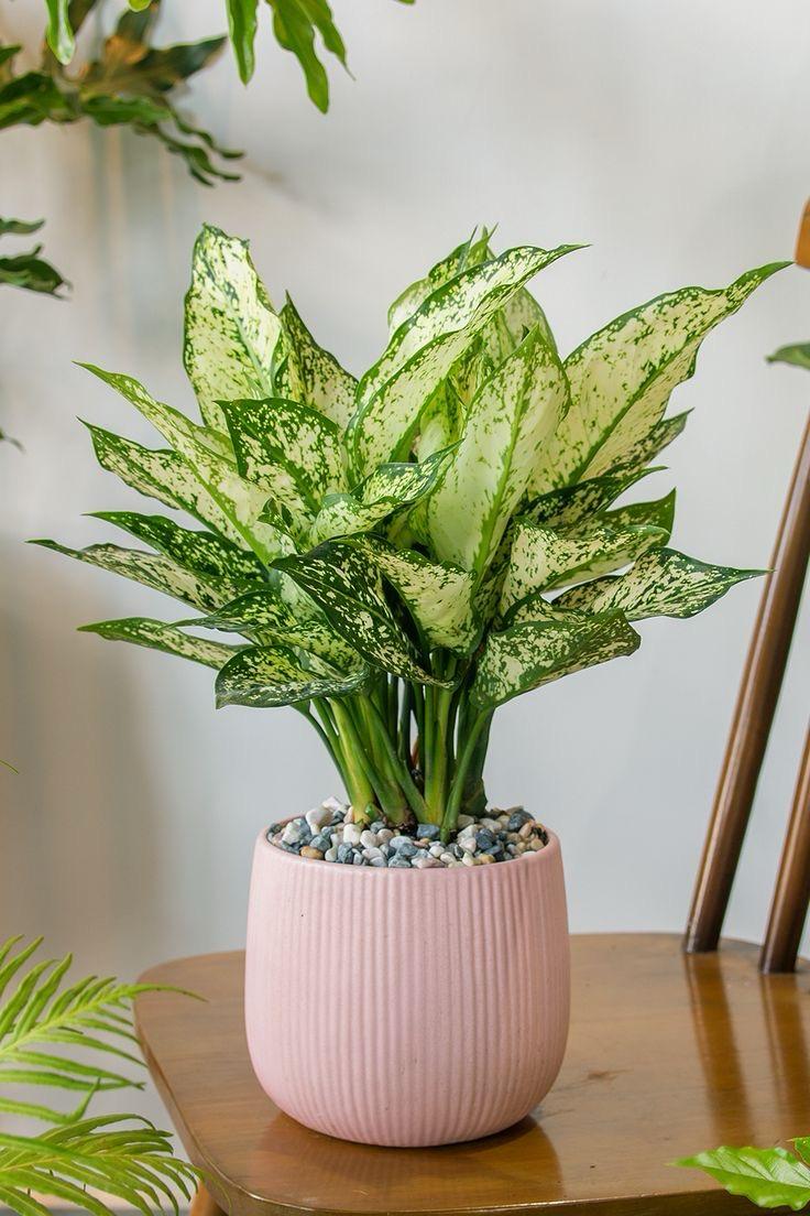 Aglaonema Snow White Plant (Pack Of-1 )