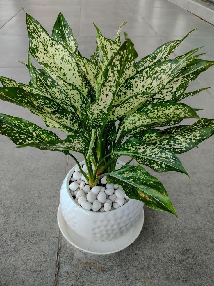 Aglaonema Snow White Plant (Pack Of-1 )