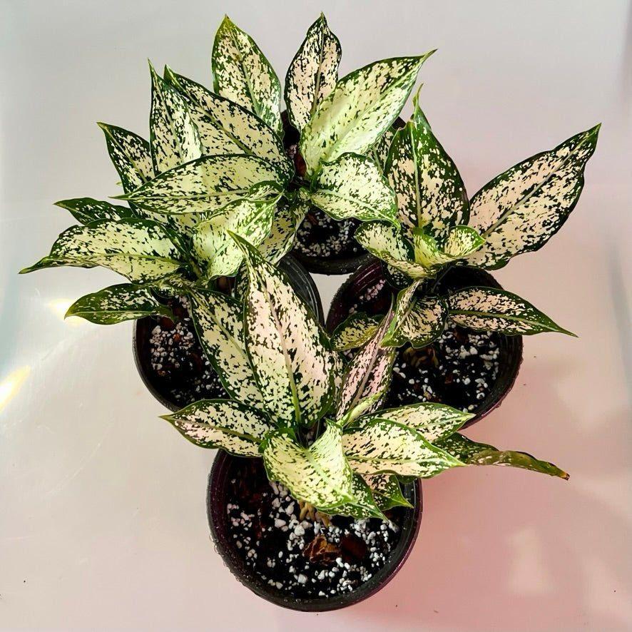 Aglaonema Snow White Plant (Pack Of-1 )