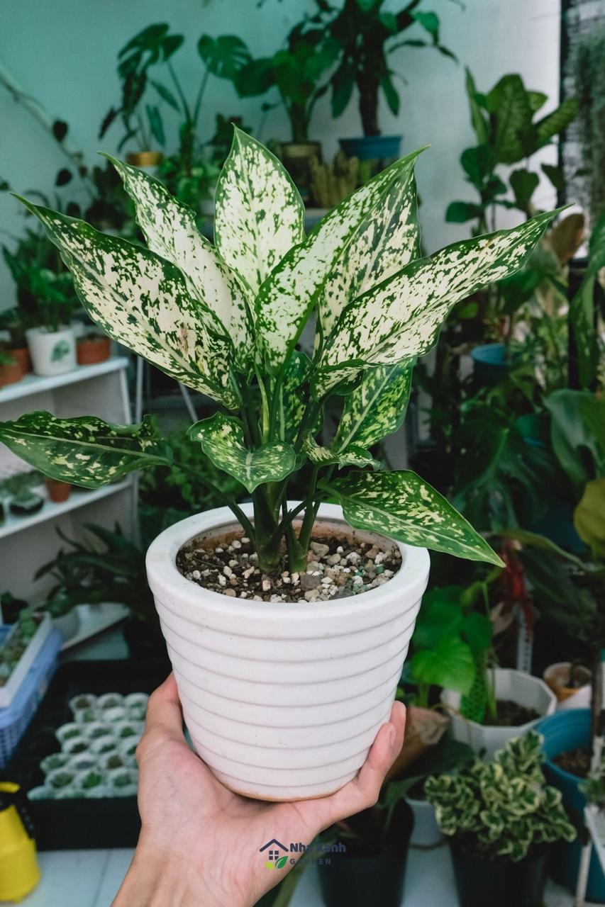 Aglaonema Snow White Plant (Pack Of-1 )