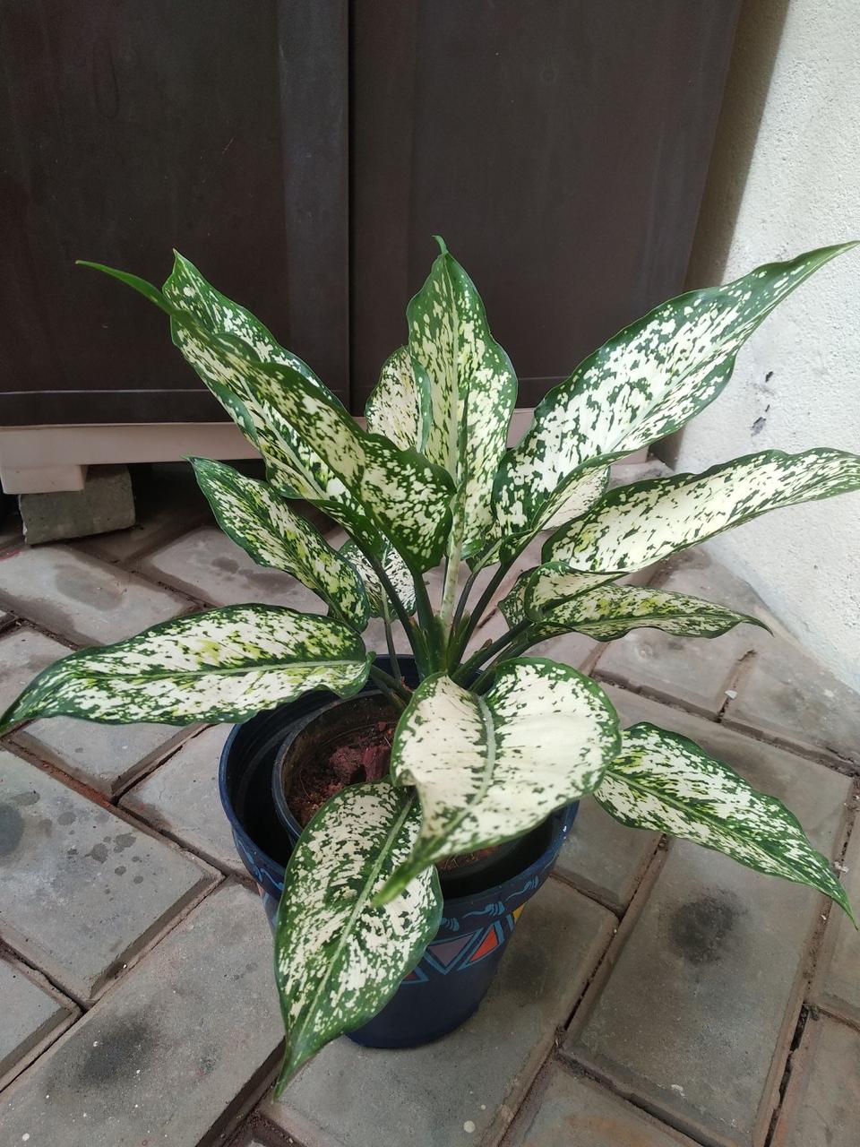 Aglaonema Snow White Plant (Pack Of-1 )