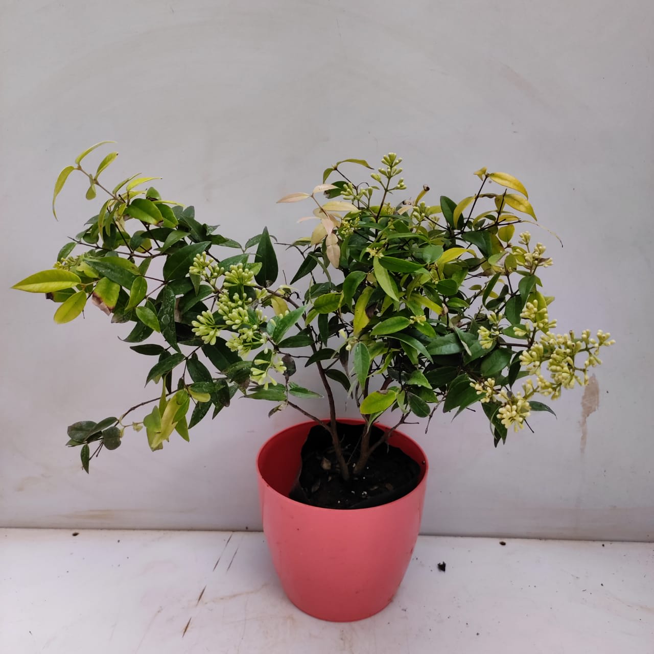 Hybrid Cat Eye Fruit Plant ( Pack Of-1 )