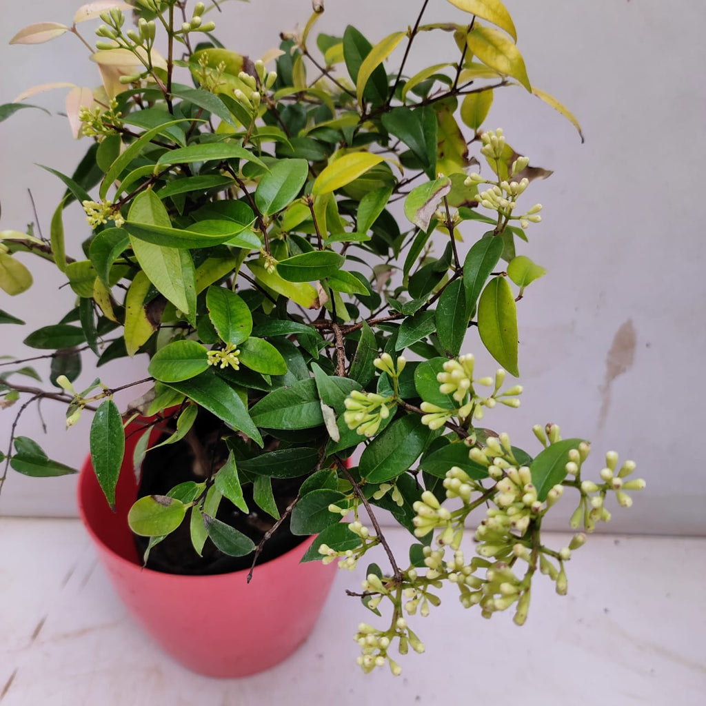 Hybrid Cat Eye Fruit Plant ( Pack Of-1 )
