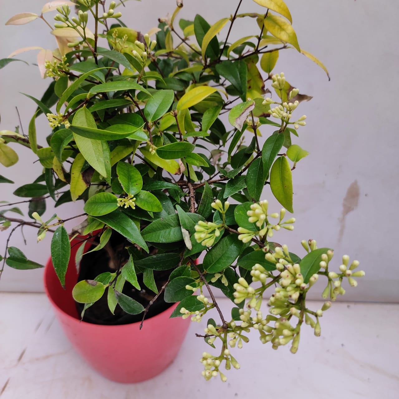 Hybrid Cat Eye Fruit Plant ( Pack Of-1 )