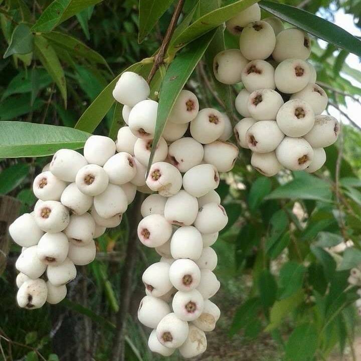 Hybrid Cat Eye Fruit Plant ( Pack Of-1 )