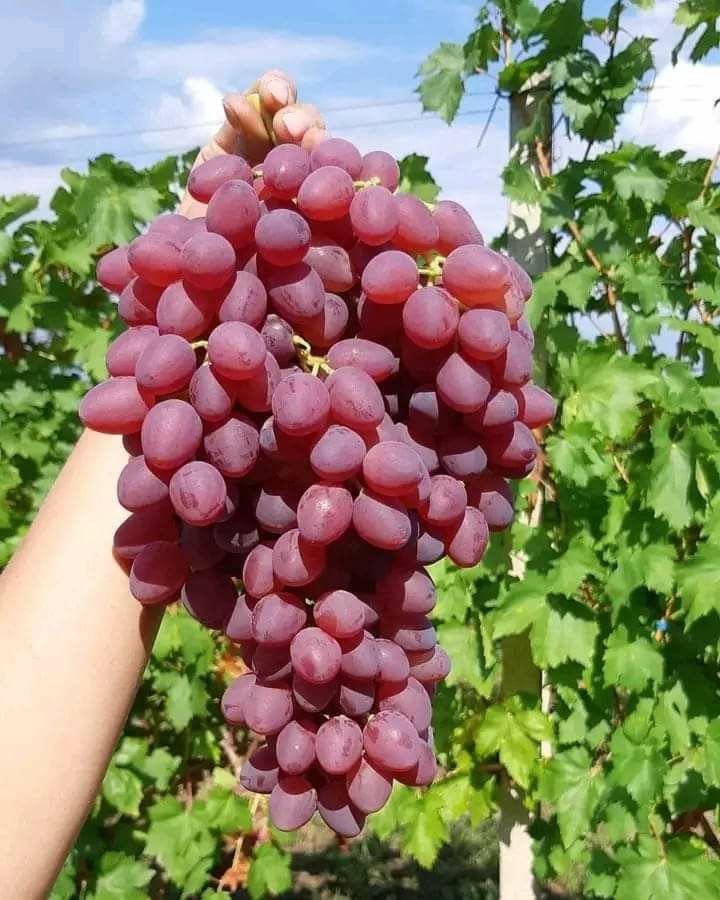 Hybrid Seedless Red Grapes 🍇🍇🍇 Grafting Plant (Pack Of 1)