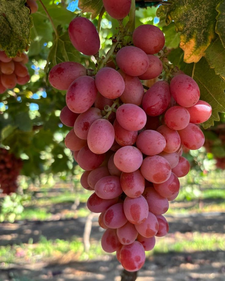 Hybrid Seedless Red Grapes 🍇🍇🍇 Grafting Plant (Pack Of 1)