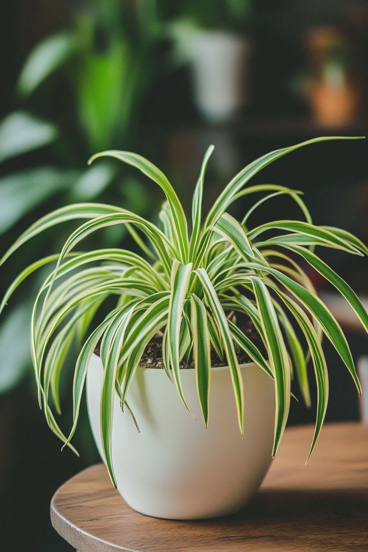 Celestial Spider Plant  (Pack Of 1)