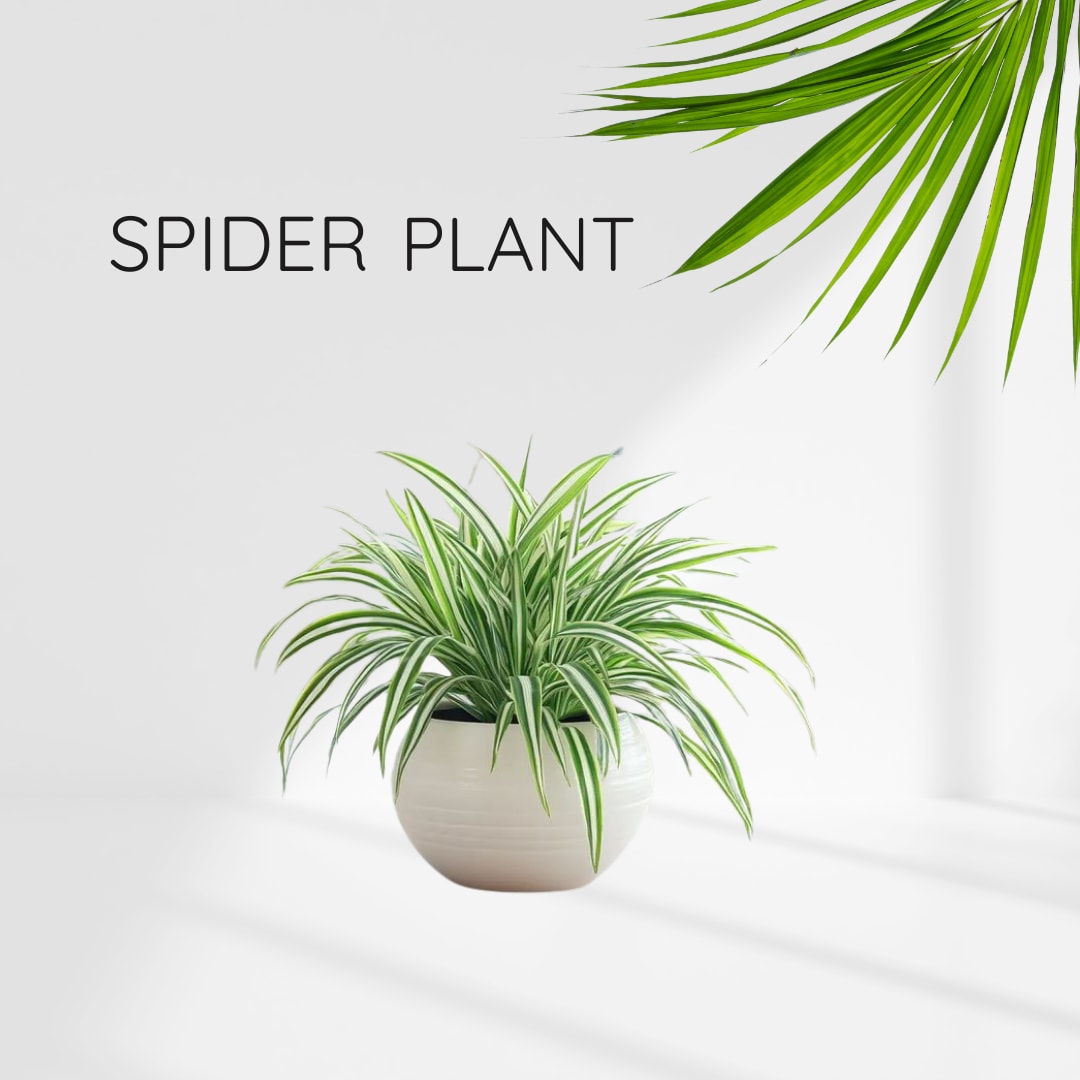 Celestial Spider Plant  (Pack Of 1)