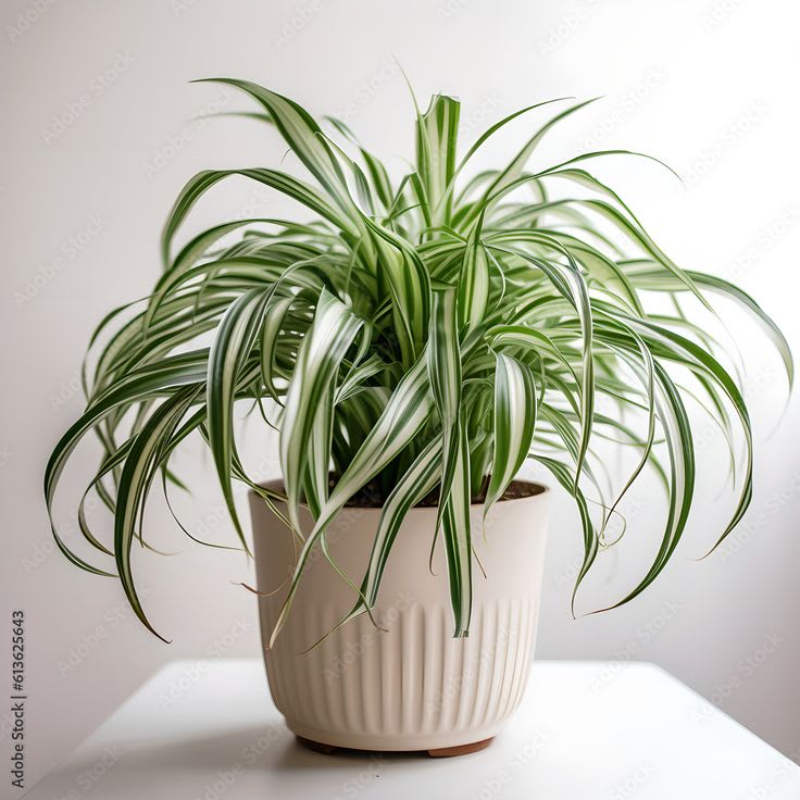 Celestial Spider Plant  (Pack Of 1)