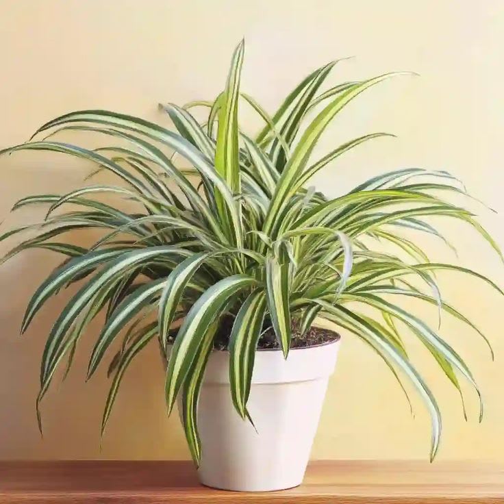 Celestial Spider Plant  (Pack Of 1)