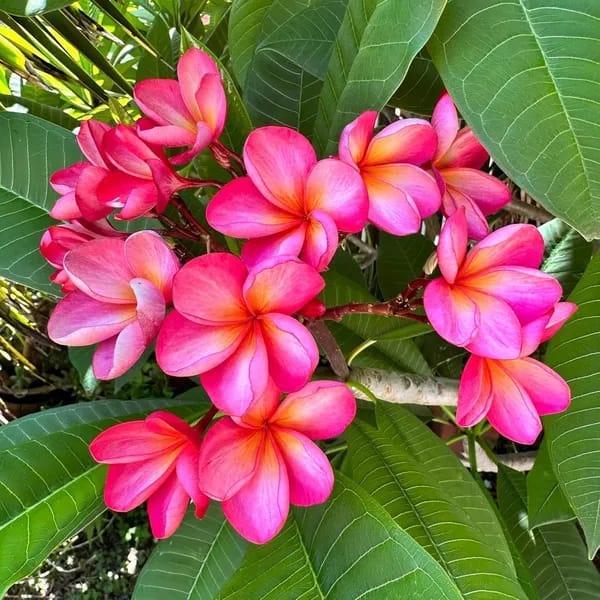 Hybrid Plumeria Pink Flower Plant (Pack Of-1)