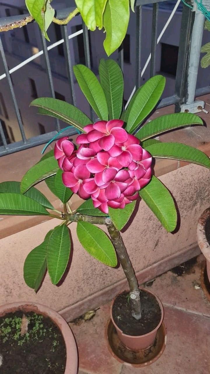 Hybrid Plumeria Pink Flower Plant (Pack Of-1)