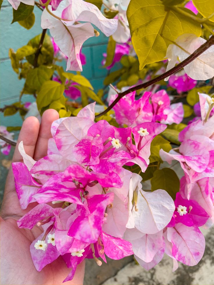 Chili Ice Cream Bougainvillea Plant  (Pack Of 1)