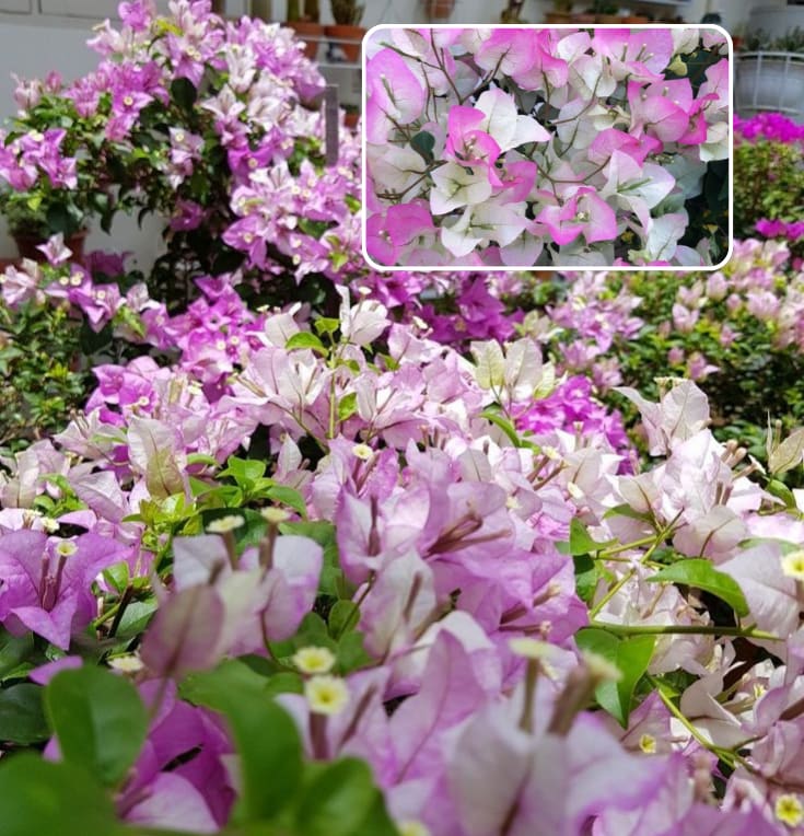 Chili Ice Cream Bougainvillea Plant  (Pack Of 1)