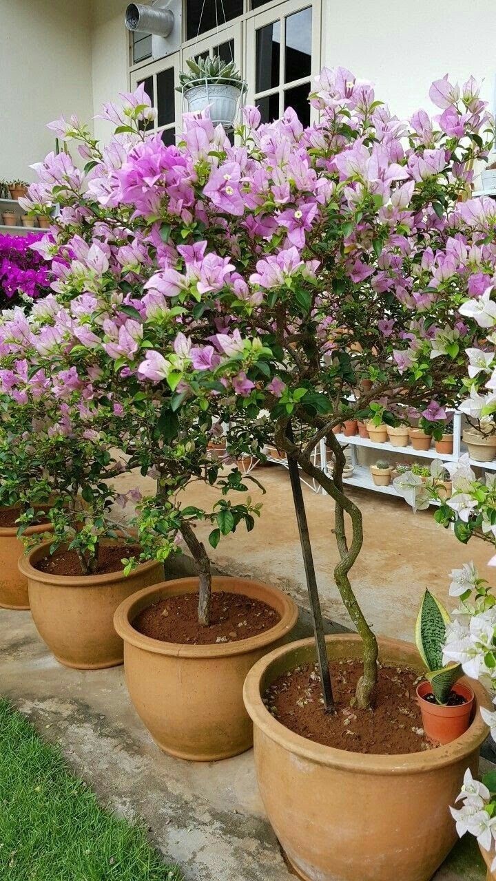 Chili Ice Cream Bougainvillea Plant  (Pack Of 1)