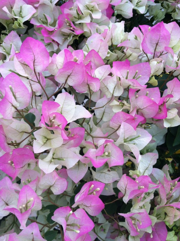 Chili Ice Cream Bougainvillea Plant  (Pack Of 1)