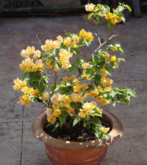Hybrid Chili Yellow Bougainvillea Plant  (Pack Of 1)