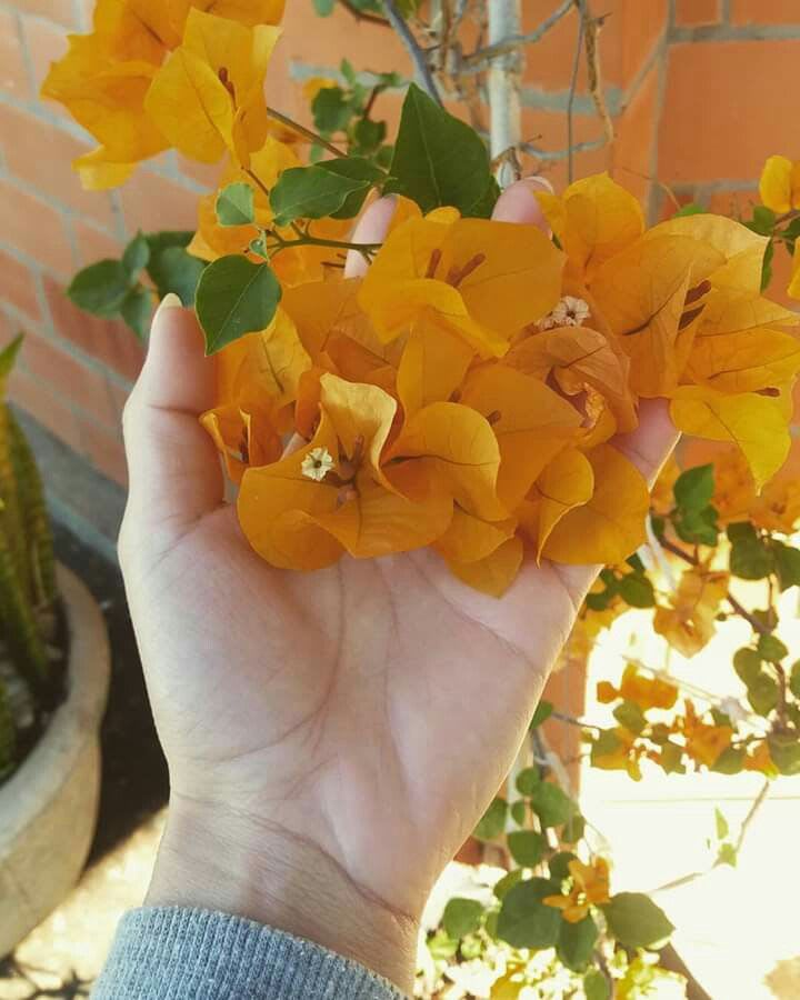 Hybrid Chili Yellow Bougainvillea Plant  (Pack Of 1)