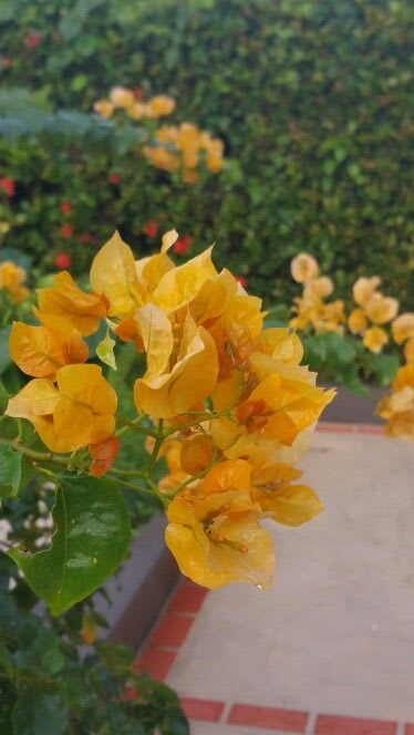 Hybrid Chili Yellow Bougainvillea Plant  (Pack Of 1)