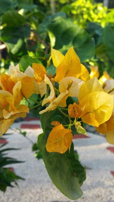 Hybrid Chili Yellow Bougainvillea Plant  (Pack Of 1)