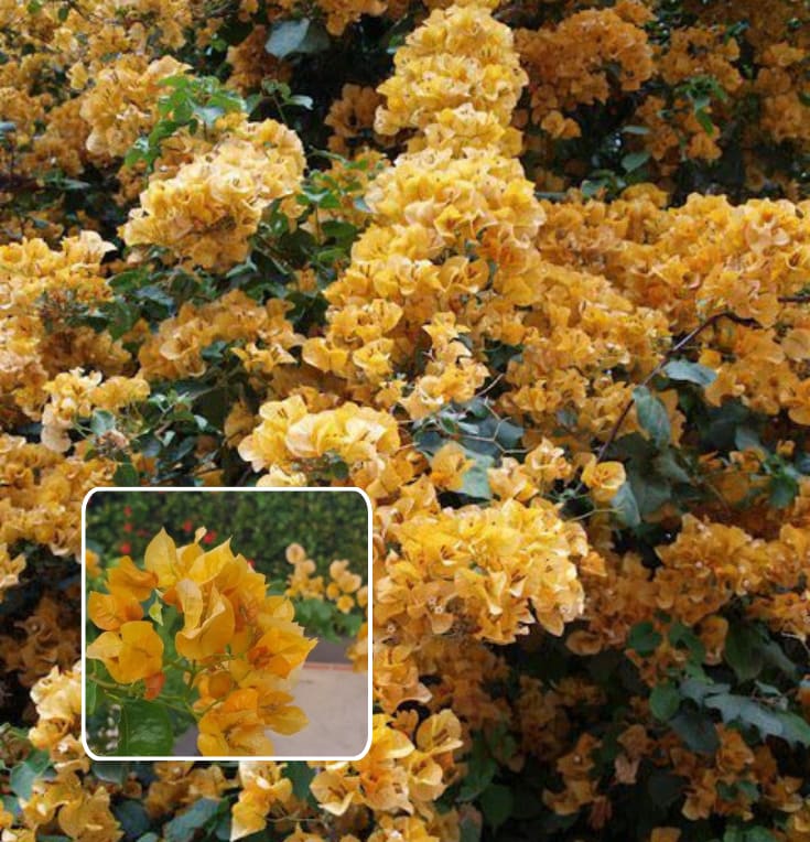 Hybrid Chili Yellow Bougainvillea Plant  (Pack Of 1)