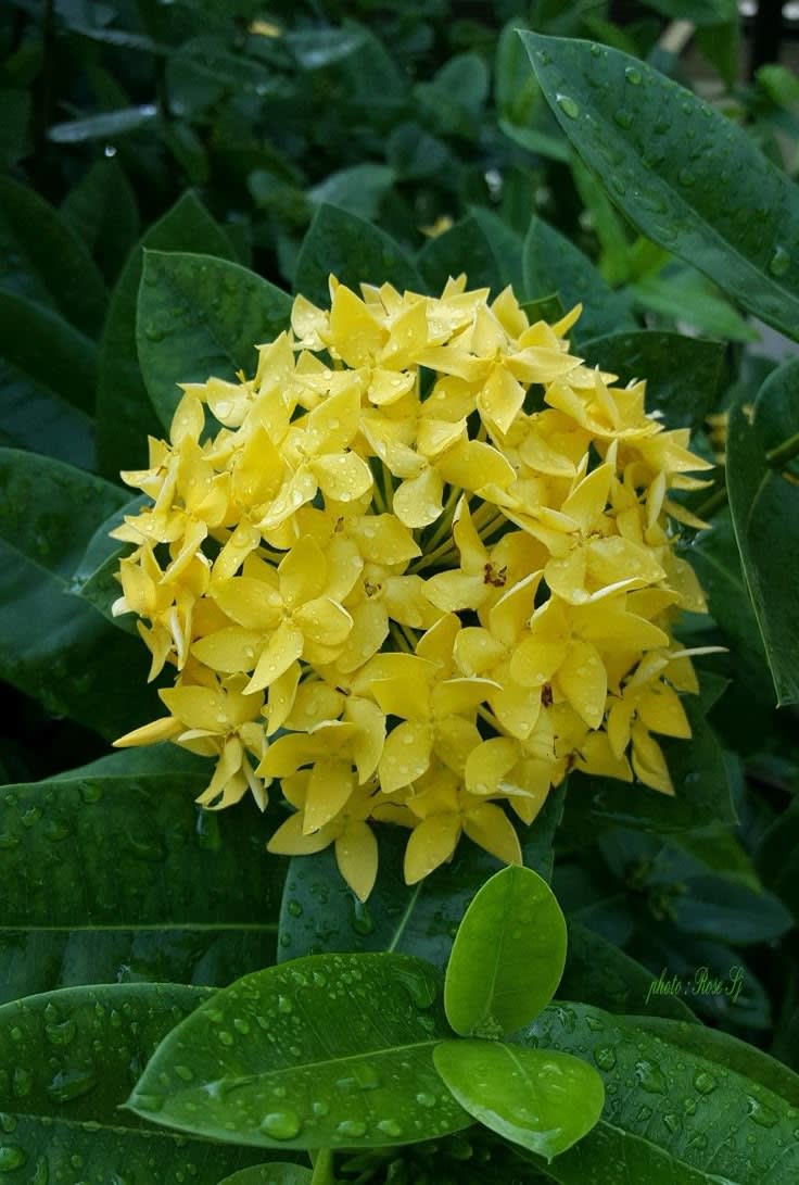 Chinese ixora yellow- Flower Plant  (Pack Of 1)