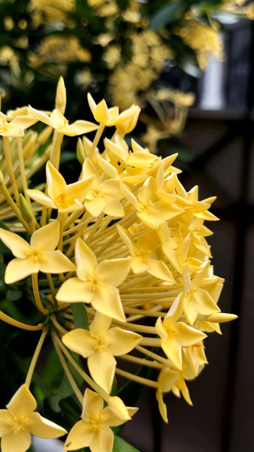 Chinese ixora yellow- Flower Plant  (Pack Of 1)