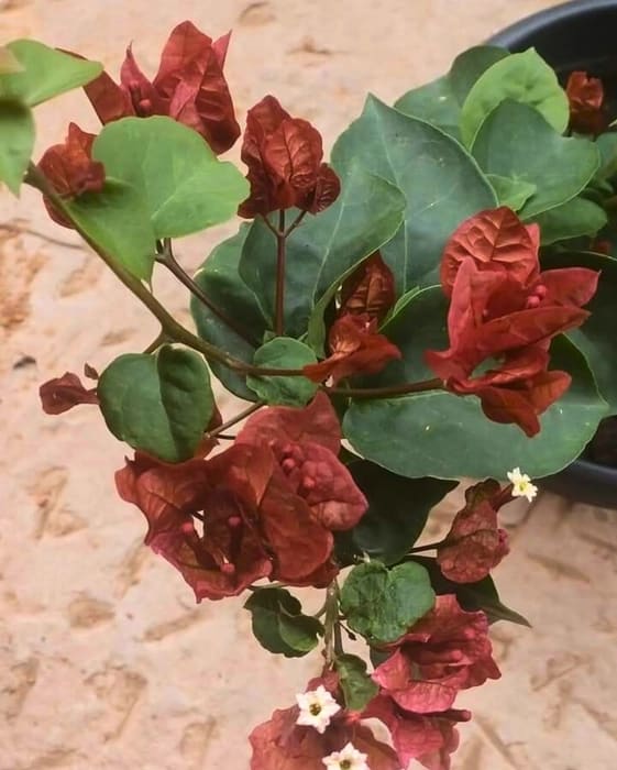 Chocolate Brown bougainvillea (Pack Of 1)