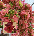 Chocolate Brown bougainvillea (Pack Of 1)