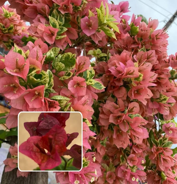 Chocolate Brown bougainvillea (Pack Of 1)