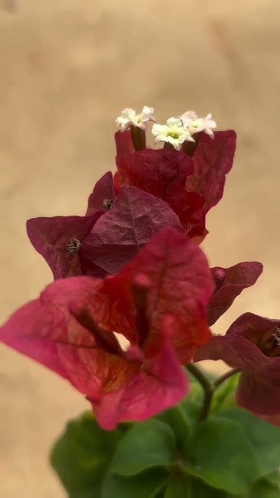 Chocolate Brown bougainvillea (Pack Of 1)