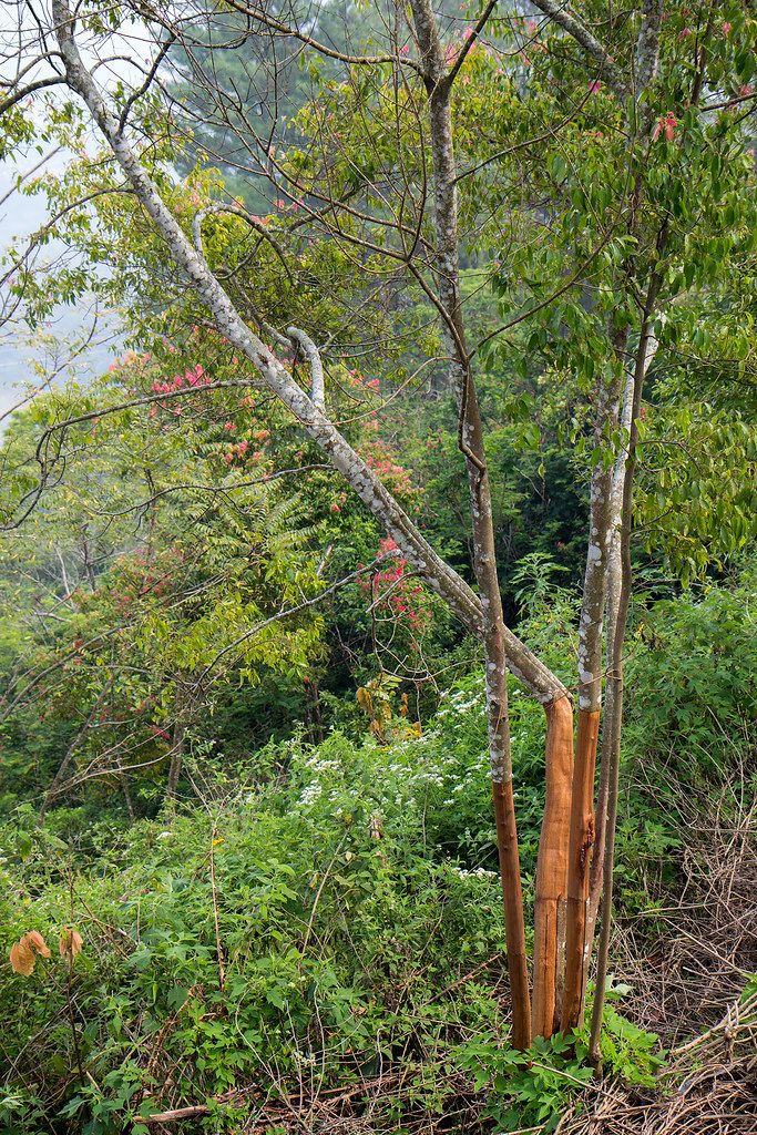 Cinnamon--Dalchini--Masala-Plant  (Pack Of 1)