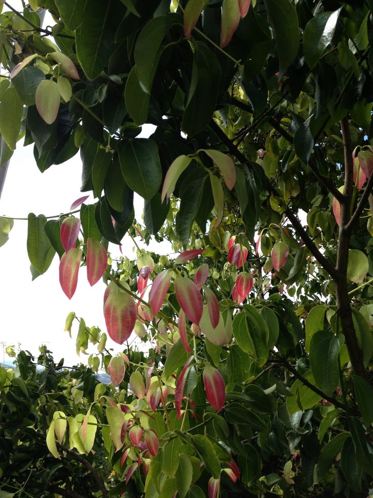 Cinnamon--Dalchini--Masala-Plant  (Pack Of 1)