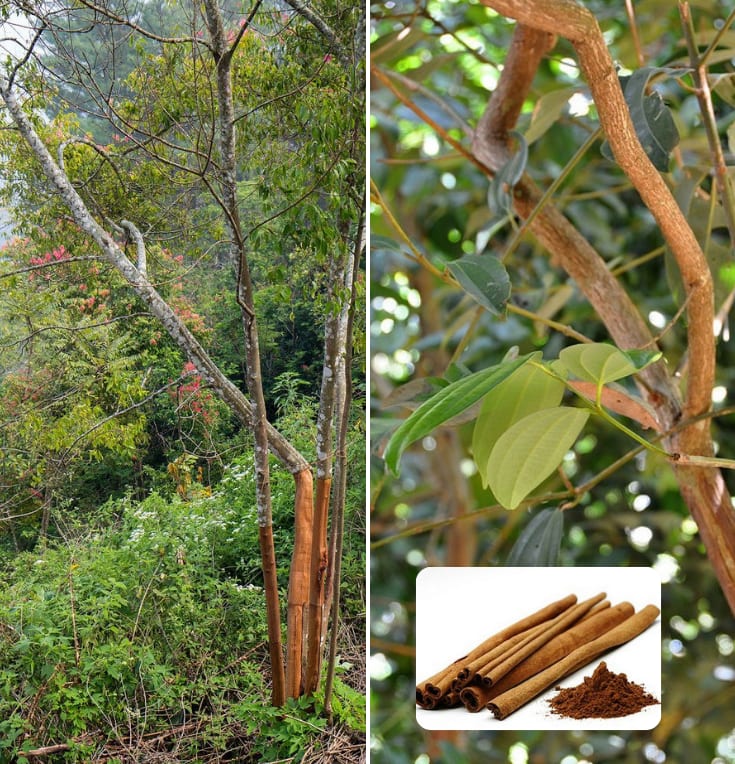 Cinnamon--Dalchini--Masala-Plant  (Pack Of 1)