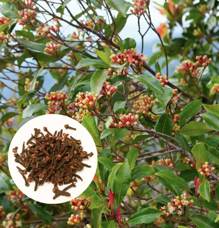 Clove_Airleding_Lobongo_Fruit_Plant (Pack Of 1)