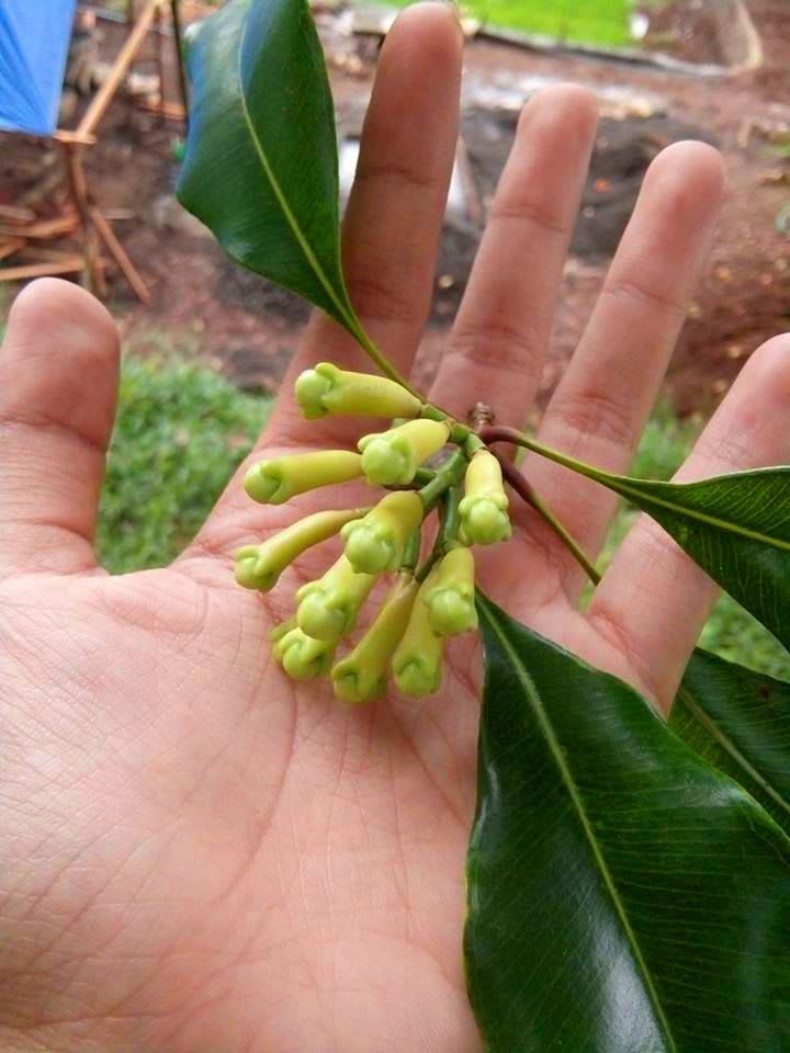 Clove_Airleding_Lobongo_Fruit_Plant (Pack Of 1)