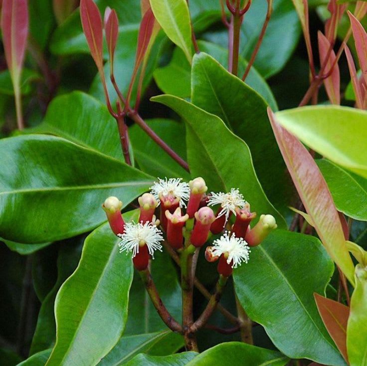 Clove_Airleding_Lobongo_Fruit_Plant (Pack Of 1)