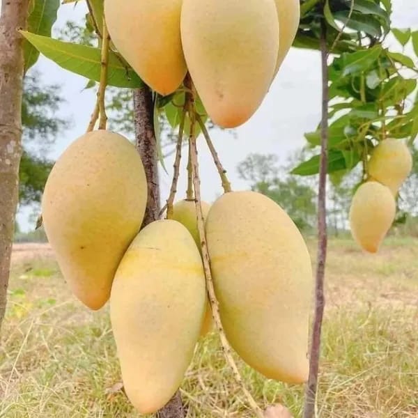 Nam Doc Mai Golden Mango 🥭🥭🥭 Fruit Plant (Hybrid & Grafting ) Pack Of-1