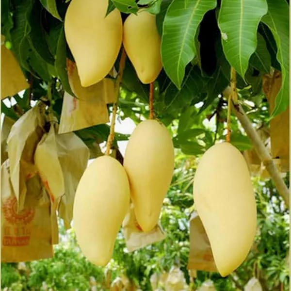 Nam Doc Mai Golden Mango 🥭🥭🥭 Fruit Plant (Hybrid & Grafting ) Pack Of-1