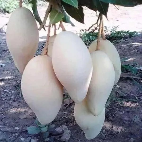 Nam Doc Mai Golden Mango 🥭🥭🥭 Fruit Plant (Hybrid & Grafting ) Pack Of-1