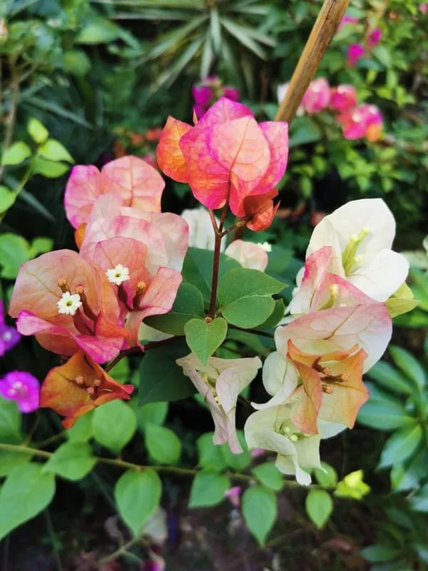 Hybrid Thima Bougainvillea Flower Plant (Pack Of-1 )