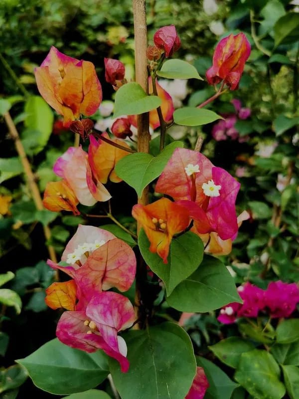 Hybrid Thima Bougainvillea Flower Plant (Pack Of-1 )