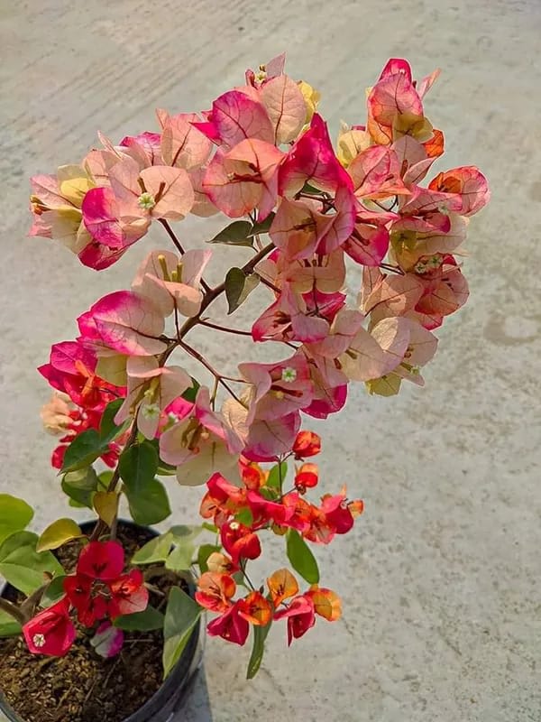 Hybrid Thima Bougainvillea Flower Plant (Pack Of-1 )