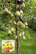 D’Anjou Pear Naspati Plant  (Pack Of 1)
