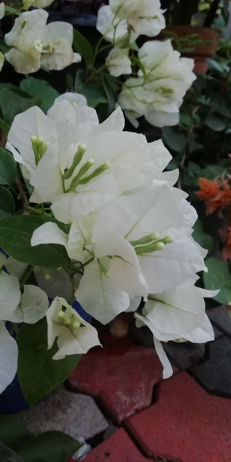 Dania White Bougainvillea (Pack Of 1)